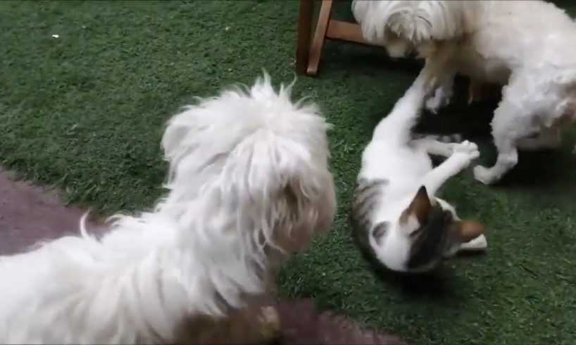 Stay home and enjoy Adorable dogs and a cat playing together