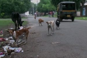 Stray Puppies Rescued From Sewer Pipe By Animal Warriors In India