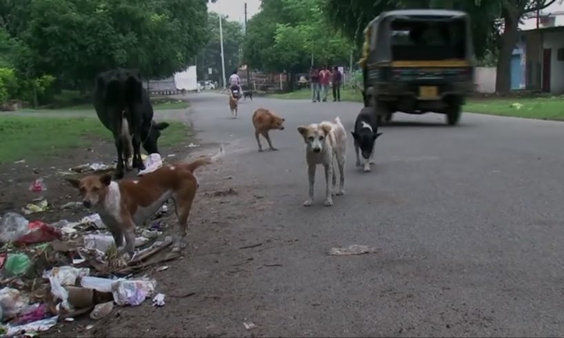 Stray Puppies Rescued From Sewer Pipe By Animal Warriors In India