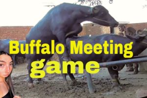Super Murrah buffalo play game try in Village
