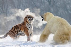 THE 10 EXTREME ANIMALS FIGHTS