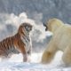 THE 10 EXTREME ANIMALS FIGHTS