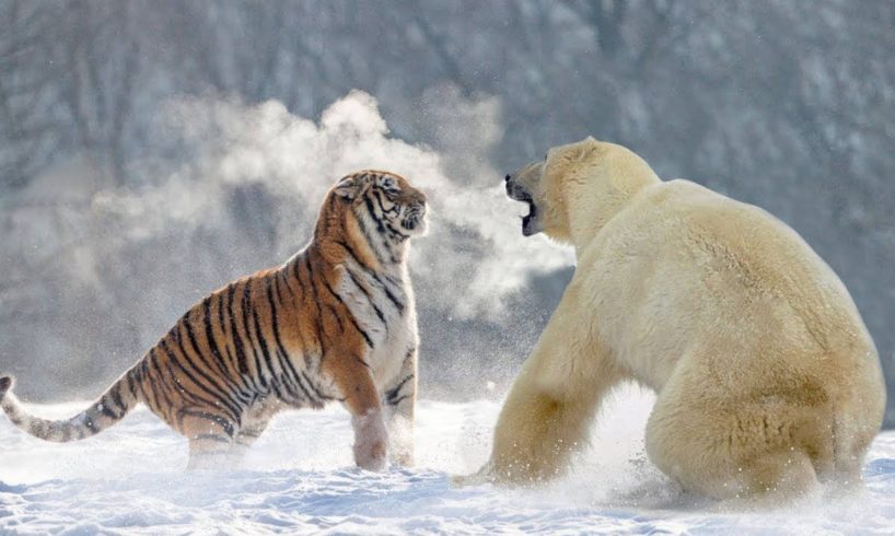 THE 10 EXTREME ANIMALS FIGHTS