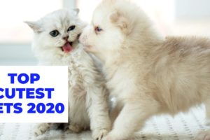 THE CUTEST PETS In The World 2020