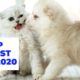 THE CUTEST PETS In The World 2020