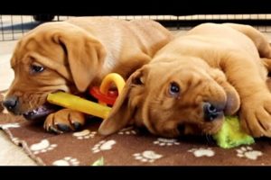 THE CUTEST PUPPY PLAYDATE!