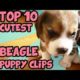 TOP 10 CUTEST BEAGLE PUPPY VIDEOS OF ALL TIME