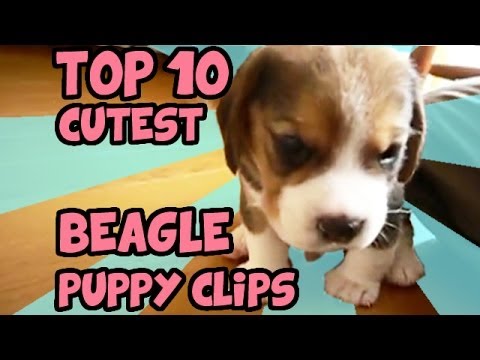 TOP 10 CUTEST BEAGLE PUPPY VIDEOS OF ALL TIME