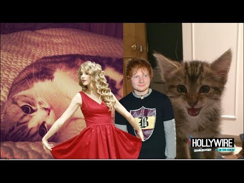 Taylor Swift Vs. Ed Sheeran: Cutest Kitten Showdown!