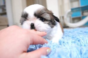 The Cutest Puppy Compilation | Shih Tzu puppy