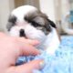 The Cutest Puppy Compilation | Shih Tzu puppy