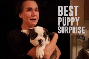 The Cutest Puppy Surprise Ever!