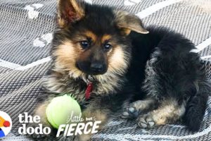 The German Shepherd Puppy Will Never Grow Up | The Dodo Little But Fierce