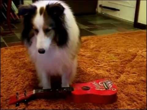 The Piano Dogs Are Playing Their Instruments!