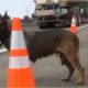 The Poor Dog Abandoned on a Busy Highway Gets Rescued Just in Time