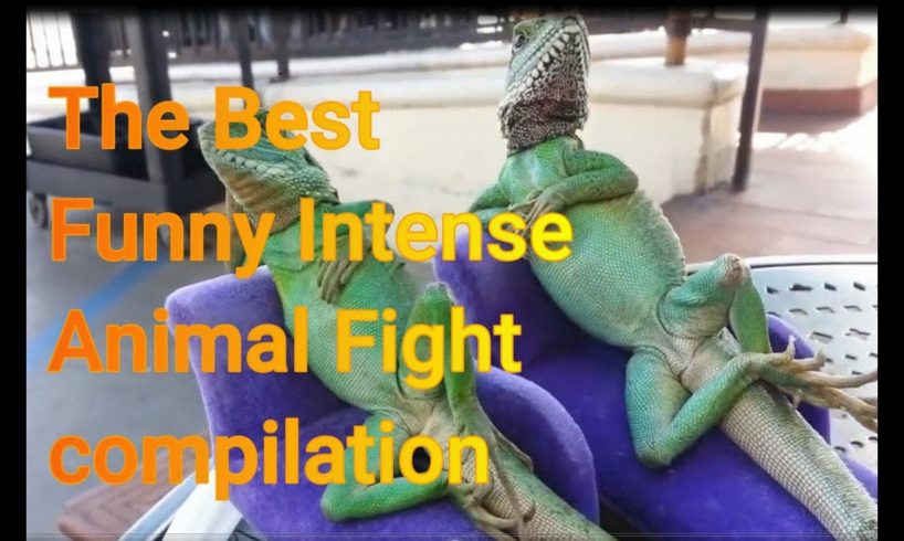 The best funny video intense animal fight  compilation 2020