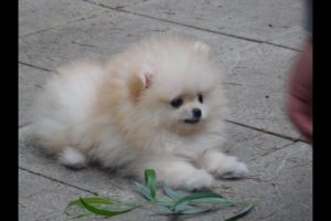 The cutest Puppy First Time Outside - Calvin the cutest Pomeranian puppy boo outside