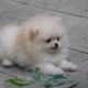 The cutest Puppy First Time Outside - Calvin the cutest Pomeranian puppy boo outside