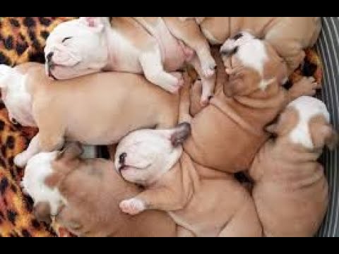 ♥ The cutest puppies | Love dogs - Love animals