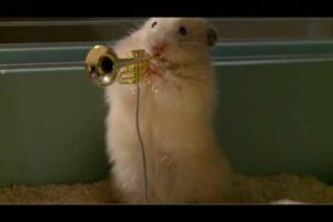 The drench Clever Hamsters jazz band - official ad