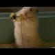 The drench Clever Hamsters jazz band - official ad