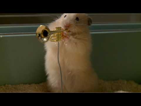 The drench Clever Hamsters jazz band - official ad