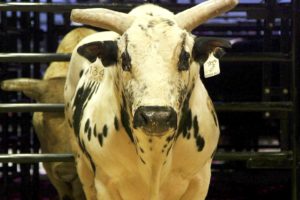 These superstar bucking bulls are worth up to $500,000