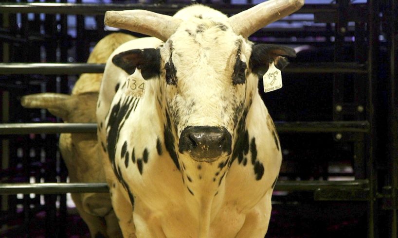 These superstar bucking bulls are worth up to $500,000