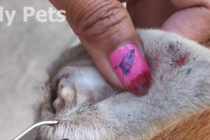 Ticks Removing / Dog Rescue for life
