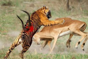 Tiger Ambush Impala - Amazing Animals Fight In The Wild - Tiger Hunting - Animals Attack