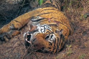 Tiger Grieves Dead Mate | BBC Earth