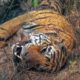 Tiger Grieves Dead Mate | BBC Earth