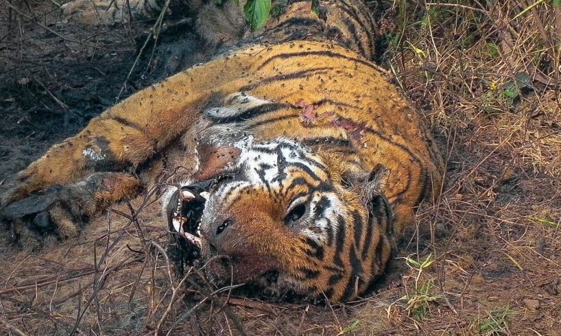 Tiger Grieves Dead Mate | BBC Earth