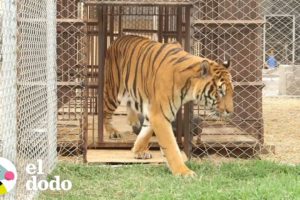 Tigre rescatado de un circo luego de 11 años siente la libertad | El Dodo