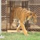 Tigre rescatado de un circo luego de 11 años siente la libertad | El Dodo