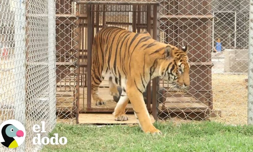 Tigre rescatado de un circo luego de 11 años siente la libertad | El Dodo