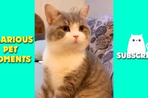 Tik Tok Pets ✅ Funny Cute Animals Video | Lovely moments of Pets #15 | Hilarious Pet Moments
