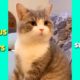 Tik Tok Pets ✅ Funny Cute Animals Video | Lovely moments of Pets #15 | Hilarious Pet Moments