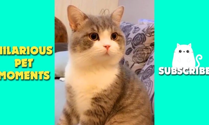 Tik Tok Pets ✅ Funny Cute Animals Video | Lovely moments of Pets #15 | Hilarious Pet Moments