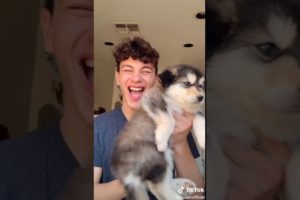 TikTok Cute Puppies Compilation to Make You Smile #1 ?