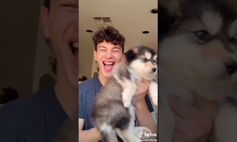 TikTok Cute Puppies Compilation to Make You Smile #1 ?