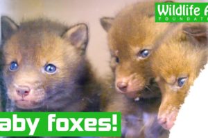 Tiny baby FOXES rescued from Heathrow runway!