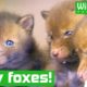 Tiny baby FOXES rescued from Heathrow runway!