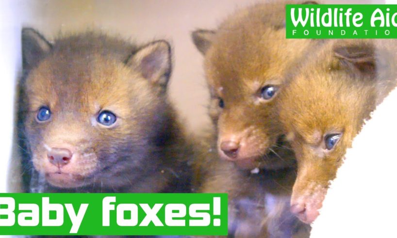 Tiny baby FOXES rescued from Heathrow runway!