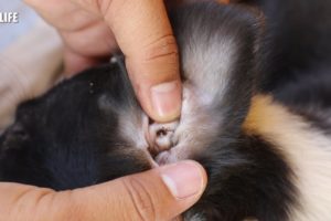 Too Much Small Tick On Dog Ear Rescued Video