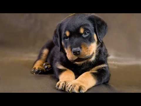 Top 10 Cutest Puppies