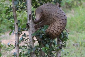 Top 13 Traps Videos and Rescued Animals Videos in forest you may never see - Discovery Wilderness