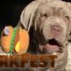 Top 5 Cutest Puppy Fails | BarkFest