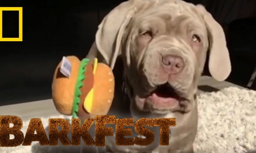 Top 5 Cutest Puppy Fails | BarkFest