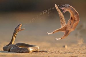Top 5 King Cobra Vs Mongoose Real Fight - Mongoose Too Danger - Big Battle Of Snake Vs Mongoose